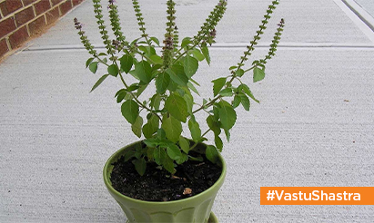 Tips on how to place a Tulsi plant in your home according to Vastu Shastra!