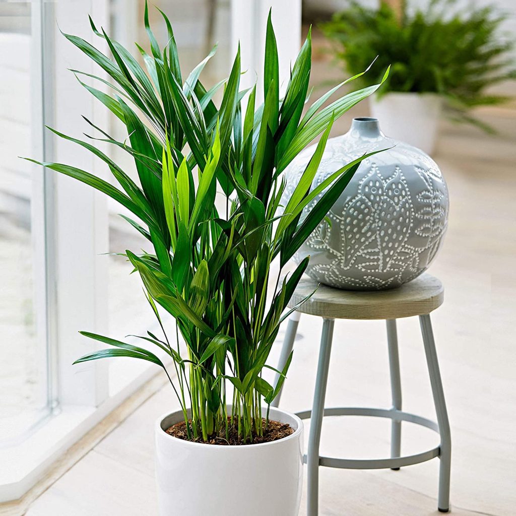 lucky plant: areca palm