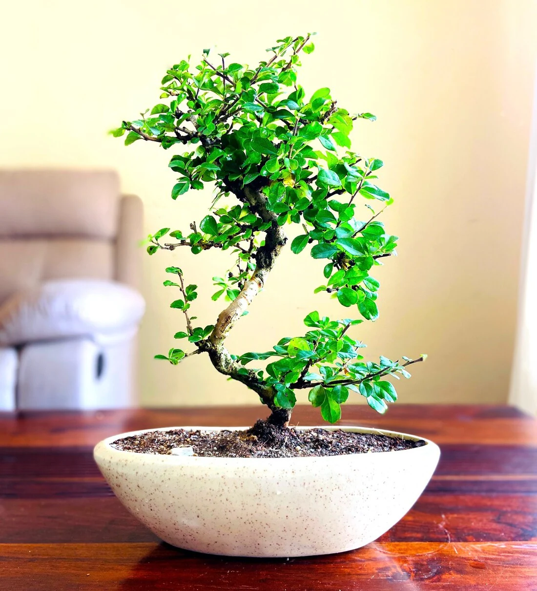 bad luck plant: bonsai