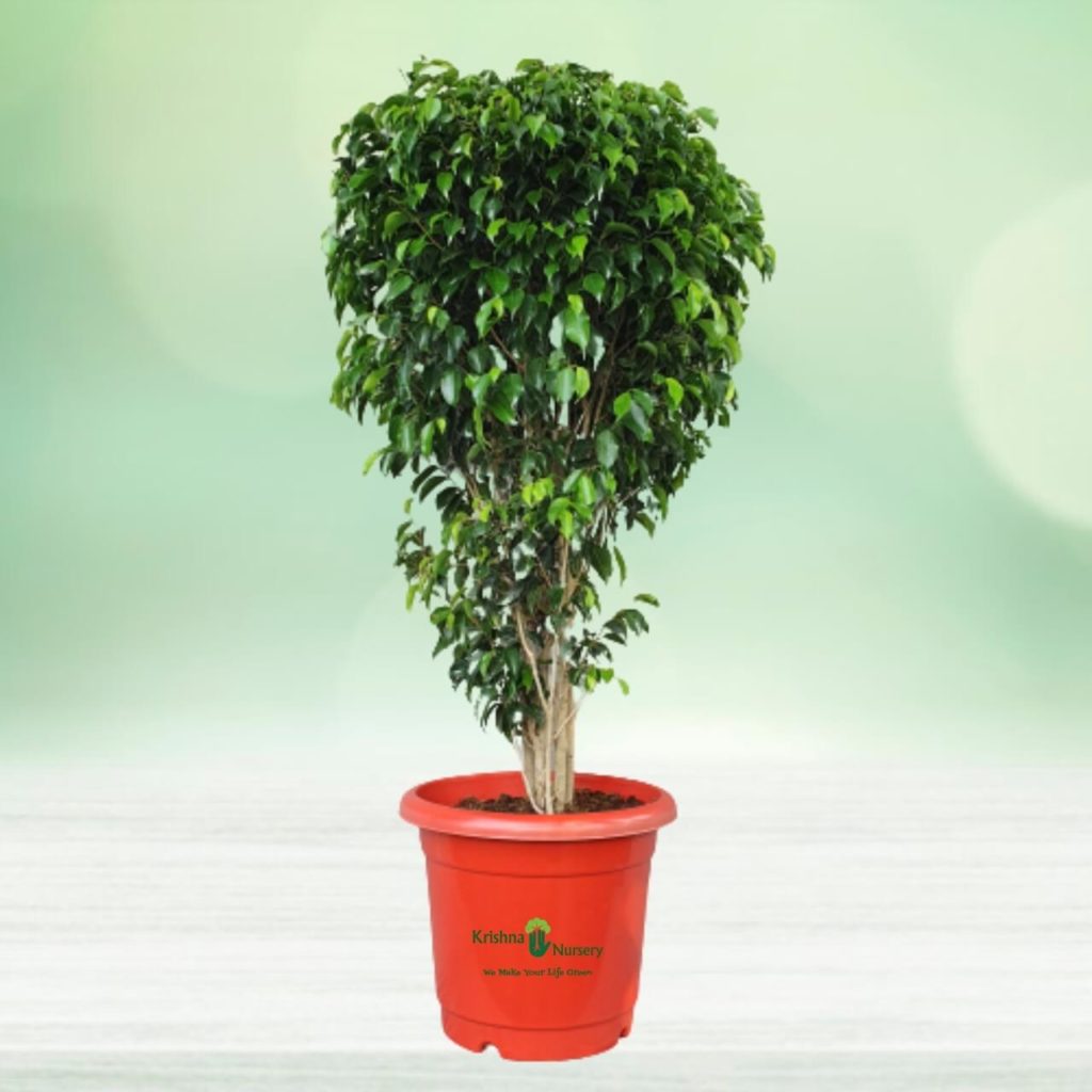 lucky plant: ficus tree