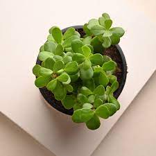 lucky plant: jade plant