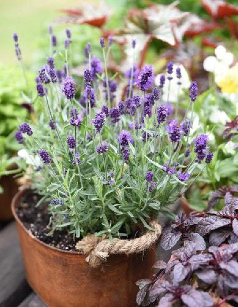 lucky plant: lavender