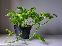 lucky plant: money plant