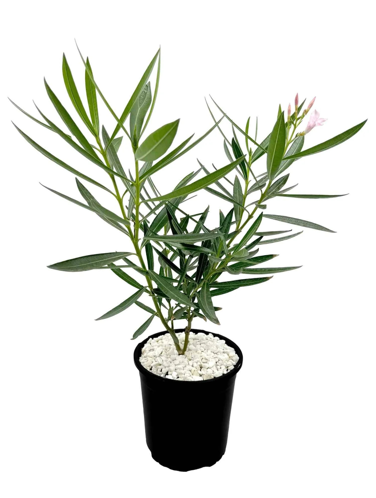 bad luck plant: oleander