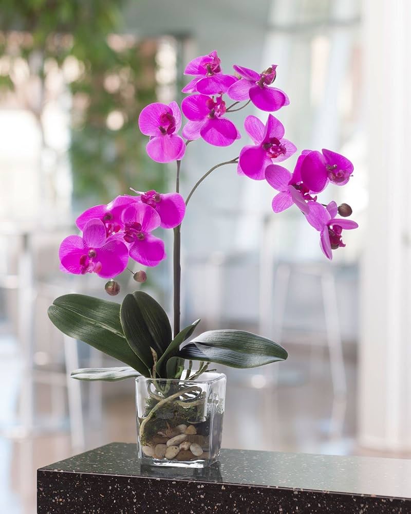 lucky plant: orchids