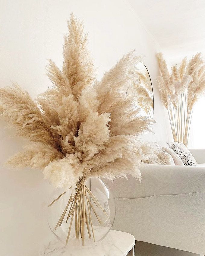 bad luck plant: pampas grass