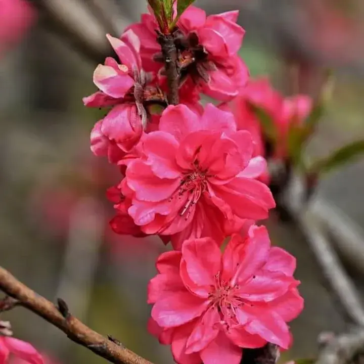 lucky plant: peach blossom