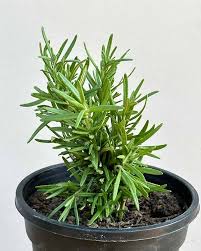 lucky plant: rosemary