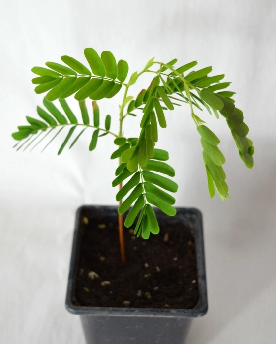 bad luck plant: tamarind