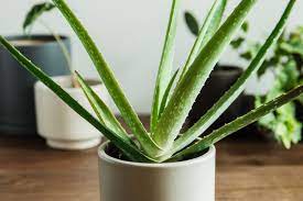 lucky plant for home: aloe vera