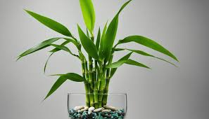 lucky plant for home: bamboo plant