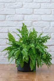 lucky plant for home: boston fern