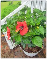 lucky plant for home: hibiscus