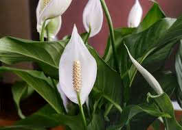 lucky plant for home: peace lily