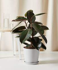 lucky plant for home: rubber plant