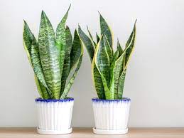 lucky plant for home: snake plant