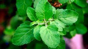 lucky plant for home: tulsi